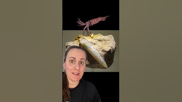 Fast Fossil Facts for Fossil Friday! - pt 7 #paleontology #fossils #learn