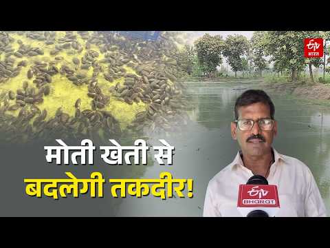 Bihar News: Becoming the 'Pearl King' through profitable pearl farming. Learn how it's produced.