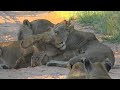 SouthAfricaDjChiAMSafariLIVE 6 Jan 2018 Styx pride