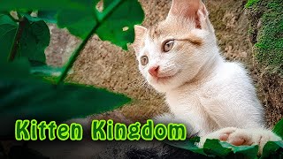 Dedicated to all Kitten lovers [CATVERSE] by CATVERSE 375 views 1 year ago 7 minutes, 40 seconds