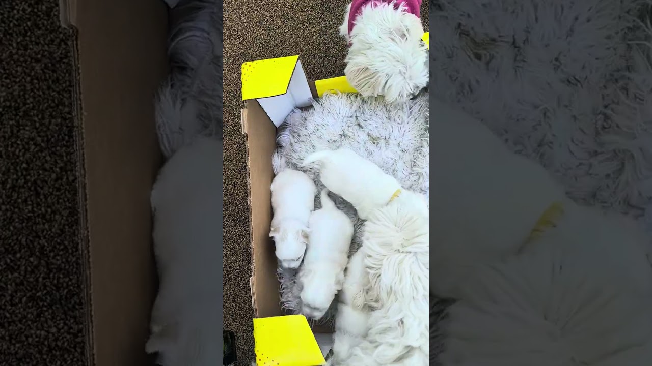 Niki puppies 1/7/26 First day outside