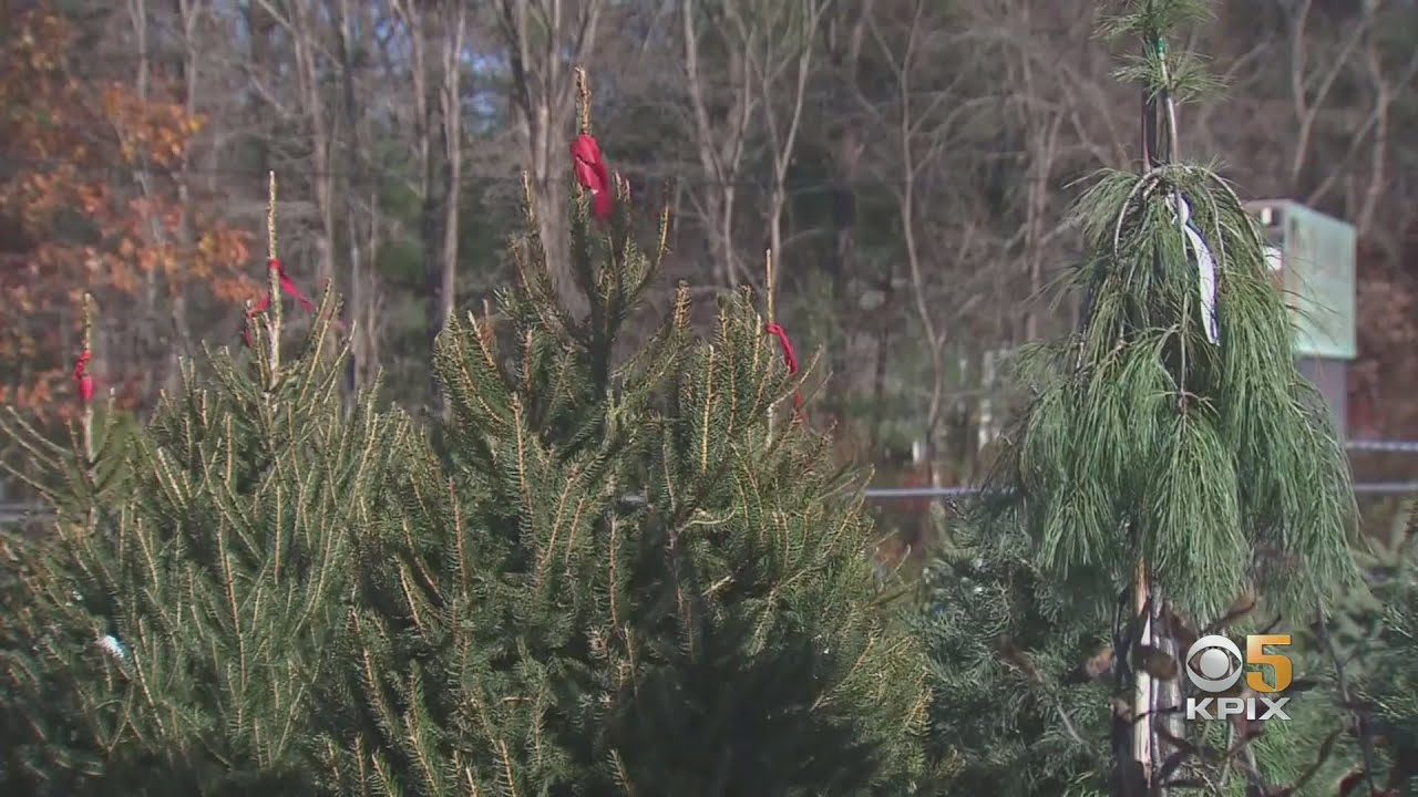 Supply Chain Crisis Could Create Shortages On Christmas Tree Lots YouTube