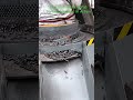 Meta scrap sorting #metal #scrap #sorting g