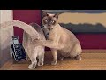 FUNNIEST ANIMALS / Fun with cats and dogs 2022