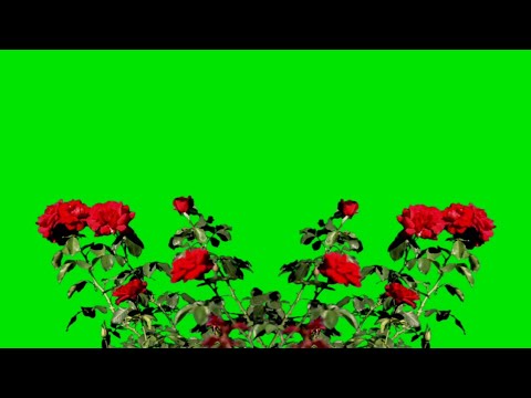 Rose Field Overlay on Green Screen Background Effect hd - YouTube