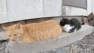 【猫島】木材の上で並んでお昼寝をする猫たち
