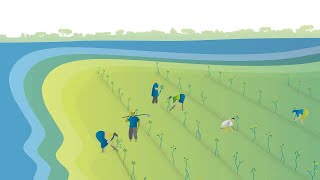 Mangrove Restoration series Video 2 Why Mass Planting Mangroves fails