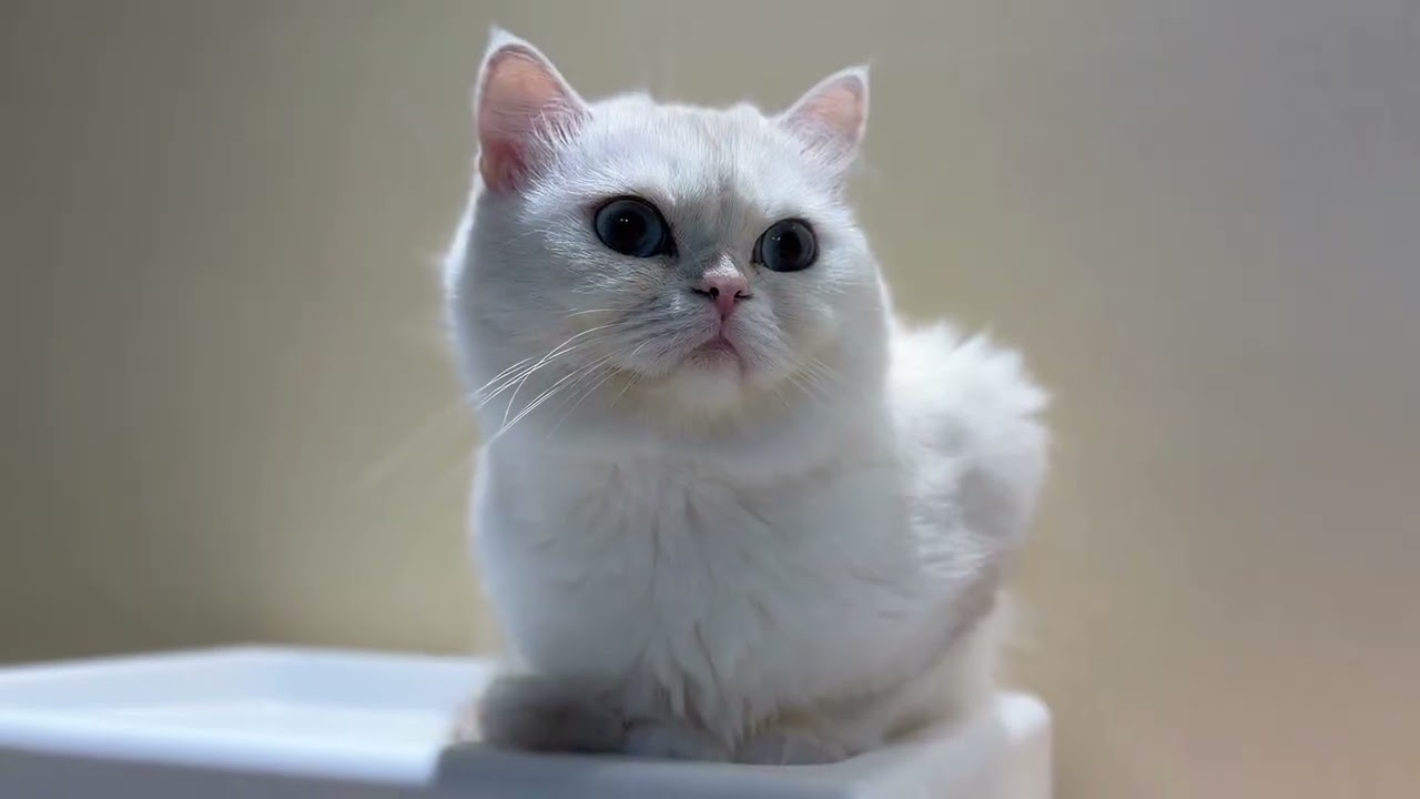 只愛吃水煮雞胸水煮蝦的小白貓 惡霸安靜的時候超可愛！