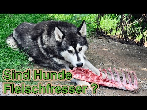 Video: Sind Hunde Fleischfresser?