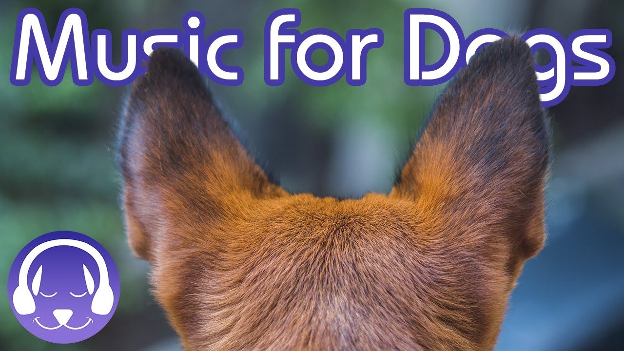 Relaxing Music For Dogs 8 Hours of The Best Dog Sounds! (2019!) YouTube