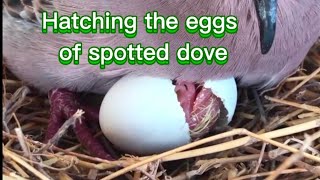 Download Lagu The process of hatching the eggs of the dekukur MP3 Download Lagu The process of hatching the eggs of the dekukur MP3