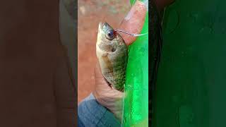 Tiny fish caught live