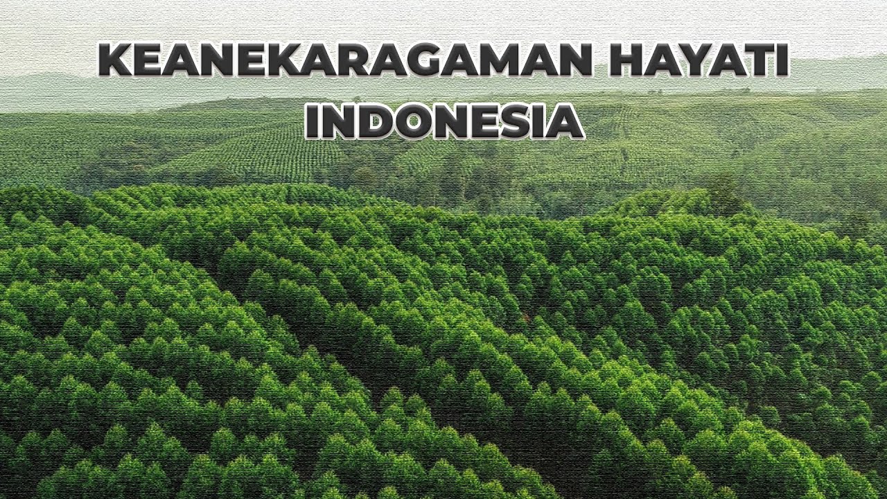 Documentary | Keanekaragaman Hayati Indonesia | IR Environmentalism