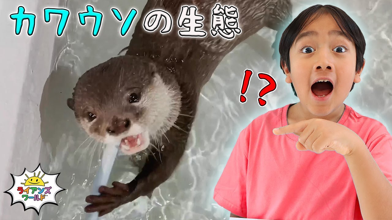 Animal Series: New Character and Learn about Otters - YouTube