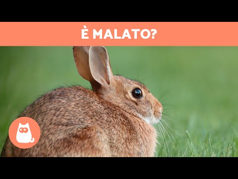 Video: 14 motivi per cui il tuo coniglietto potrebbe essere malato
