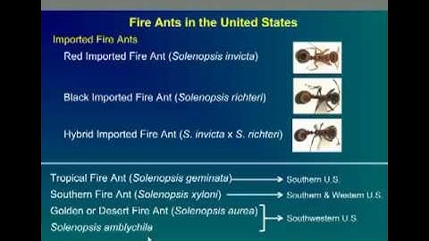 Fire Ant Webinar, Part 1, How To Tell If You Have Fire Ants, Dr. Jason Oliver