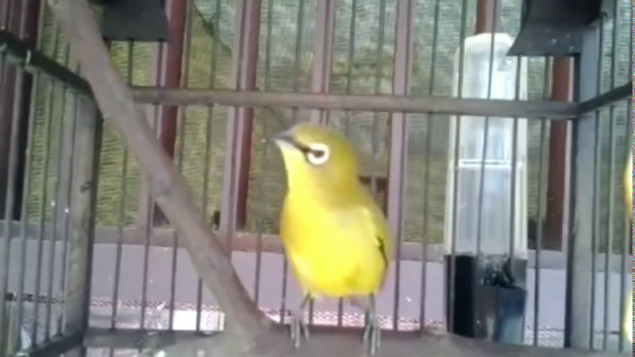 Pleci Buka Paruh Gacor Isian Full Mantab Abis Coeg YouTube