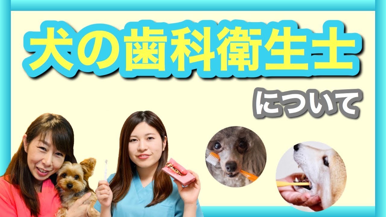 職業対談 犬の歯科衛生士について Youtube