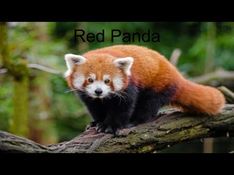 Educational Slides about The Red Panda - YouTube