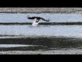 Bald Eagle&#39;s   Slow Motion fish catch