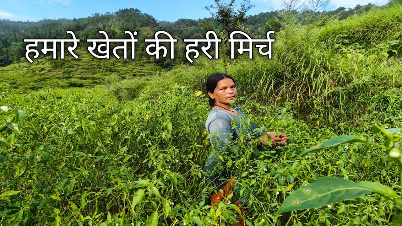 हमारे खेतों की हरी मिर्च pahadi culture pahadi lifestyle pahadi village life