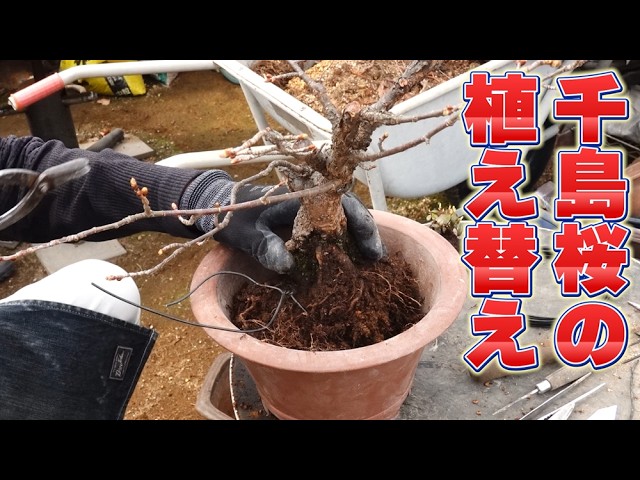 木の株　鳥 Something's wrong with this ginkgo tree] The mystery hidden in a
