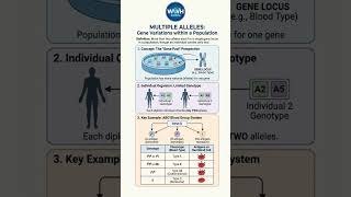 What are Multiple Alleles? #neet #biologyshorts #genetics #ytshorts #shorts #nepbsc #medical #short