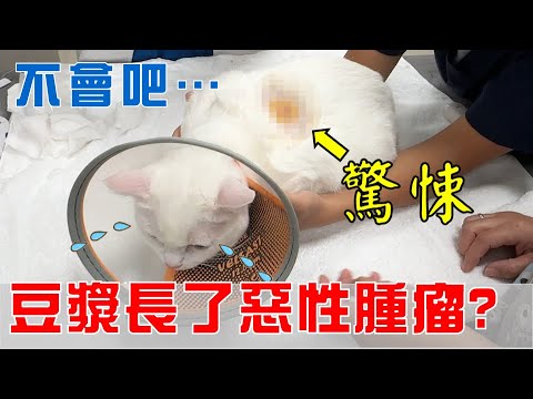 【痘漿 - SoybeanMilk】不會吧...豆漿長了惡性腫瘤？