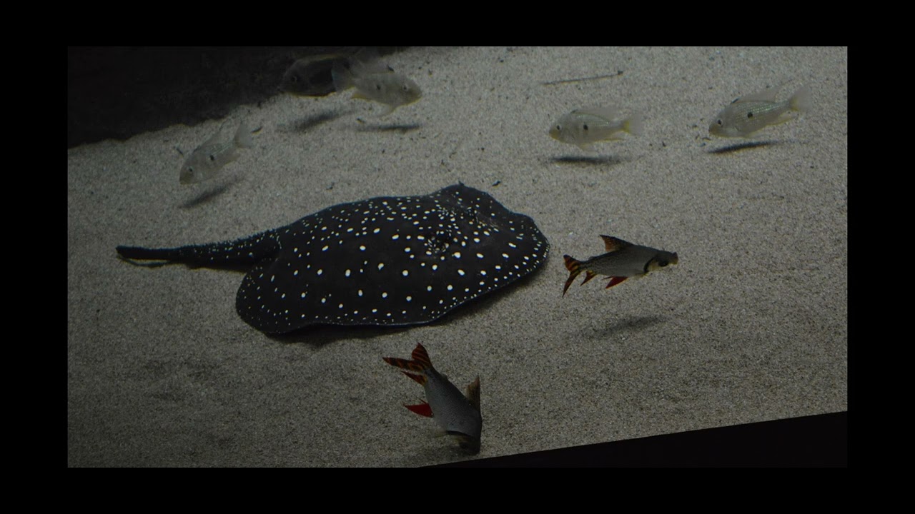 Der Blaue Planet in Kopenhagen