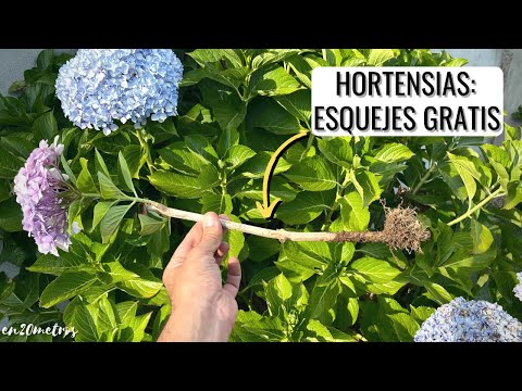 Video: ¿Por qué mis hortensias mophead no florecen?