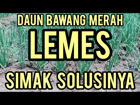 Video: Penyakit Busuk Lembek Bawang: Cara Mengobati Bawang Dengan Busuk Lembek