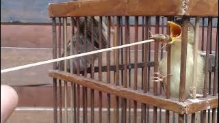 Ternyata Anakan cici padi yang sudah hampir keluar dari sarang masih mudah juga ya untuk di loloh..😁