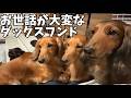 【ミニチュアダックス】今日もわんこ達の要求に応えますw