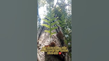 CÂY RỪNG ĐỘC LẠ SIÊU QUÝ HIẾM TRONG RỪNG SÂU ĐẠI NGÀN TÂY NGUYÊN