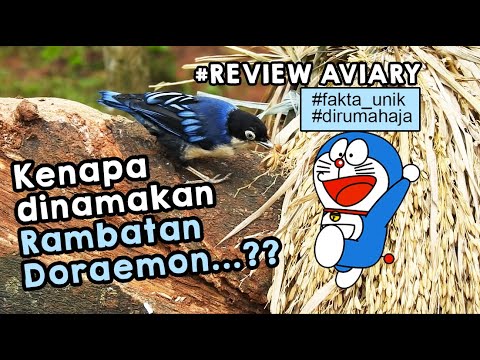 Video: Mengapa nuthatches disebut nuthatches?