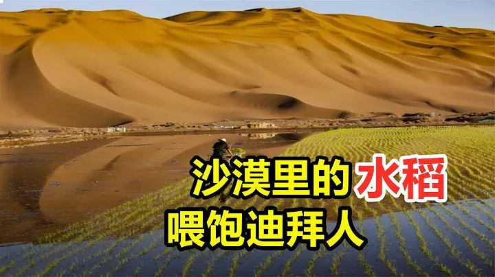 海水灌溉鹽鹼地變成良田？中國人在迪拜沙漠種出水稻，太難了！【全能指南喬叔】 - 天天要聞