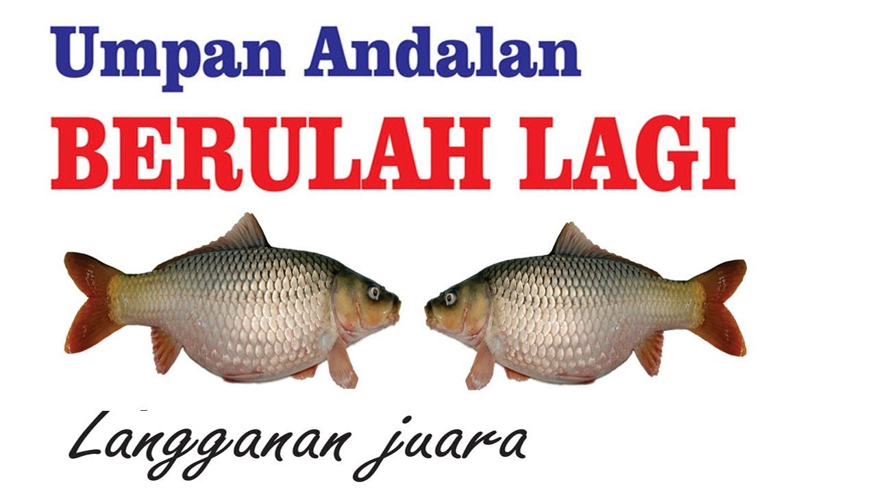 Umpan Ikan Mas untuk Lomba | Cocok untuk Air Berwarna Hijau