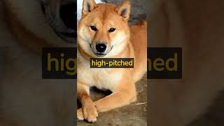 Amazing Facts About Your Shiba Inu #shorts #facts #dog #shibainu