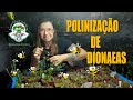 POLINIZAÇÃO | DIONAEA MUSCIPULA | PLANTA CARNÍVORA