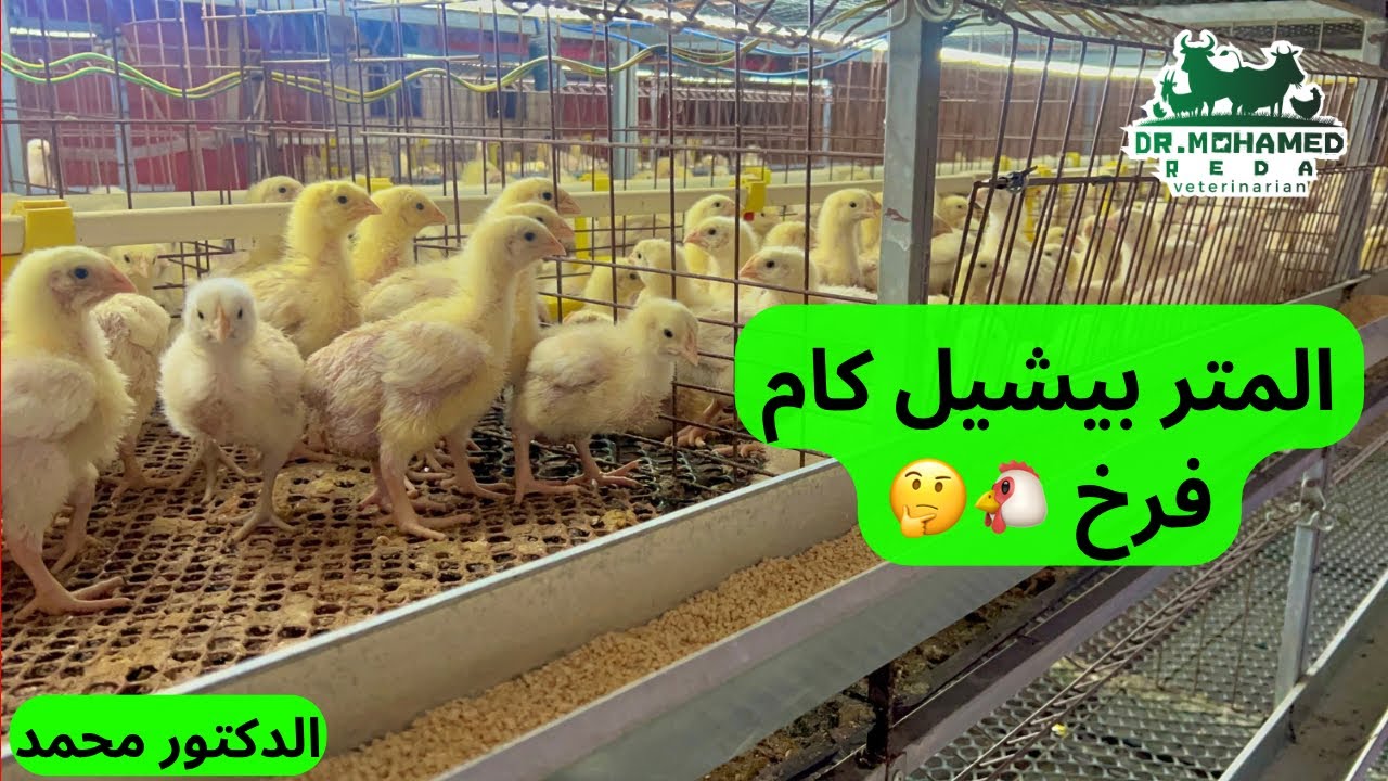 المتر المربع بيشيل كام فرخه 🐔 في التربيه الأرضي والبطاريات ⁉️