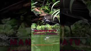 Water Bird Call Sounds Mandar Batu Gallinula Chloropus