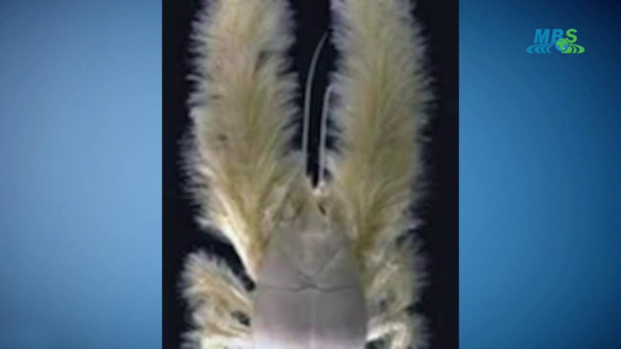 NY VAOVAO MBS  ALAKAMISY 15 JANOARY 2026