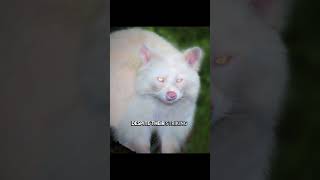 Rare Albino Raccoon Spotted in the Wild 🤍🦝