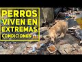 Pobres perritos que viven así! Sin agua, sin techo, Nadie lo merece y además llenos de paracitos!!