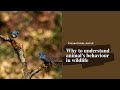 Why understand animal's behavior in wildlife? #shorts #youtubeshorts #wildlifephotography