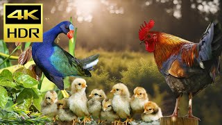 Cat Videos 4K HDR for Cats to Watch - Beautiful Birds, World Cute Chickens and Happy Ducks Videos #3