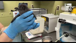 Weighing and Feeding 3 Week Old Little Penguin Chicks - Cincinnati Zoo