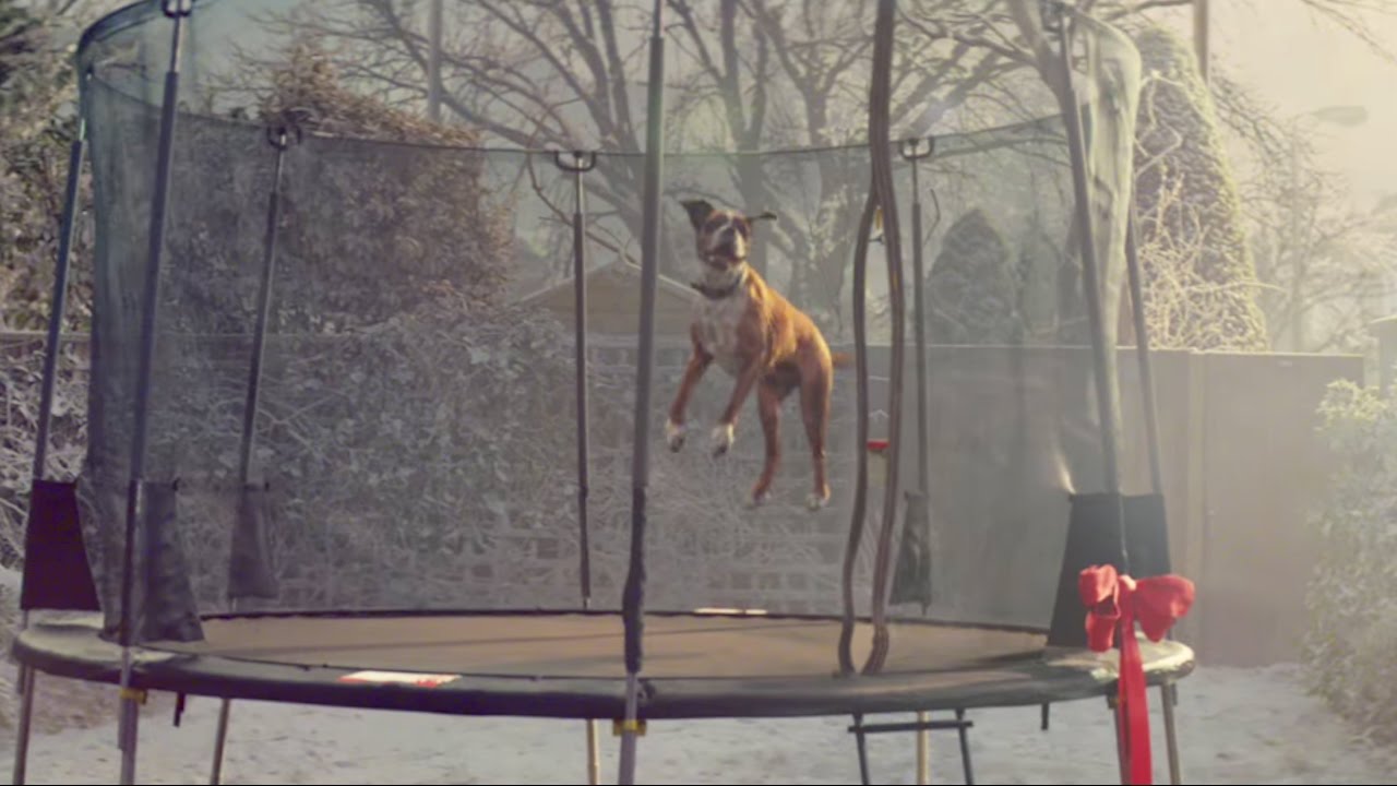 straf psykologi side Animals Jump on Trampoline in Heartwarming Ad | What's Trending Now -  YouTube