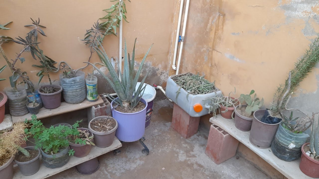 جولة مع نباتاتي 🥀🌴ومصدر راحتي 😃برفقة الاحبة و بعض المعلومات مرحبا بيكم☕