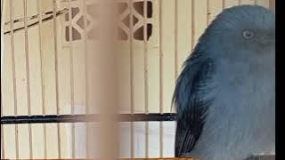 #part63 Masteran Juara Srigunting Abu full Variasi Tembakan Terbaik Terbaru 8 November 2025